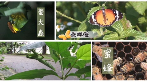Thumbnail for 香港的動物(二)