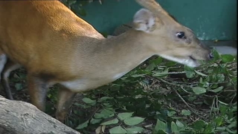 內容項目 受保護生物 的縮圖