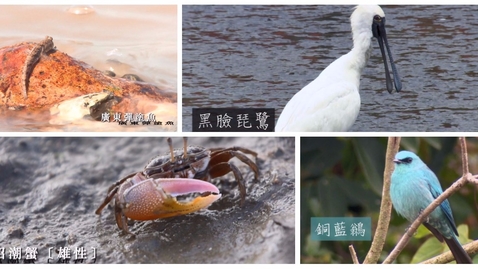 Thumbnail for 香港的動物(一)