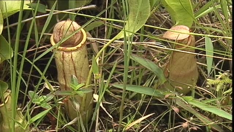 Thumbnail for Operation Save Wildlife (Episode 2) (English subtitles available)