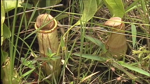 Thumbnail for 拯救野生生物行動(下集)