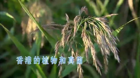 Thumbnail for 香港的植物和真菌