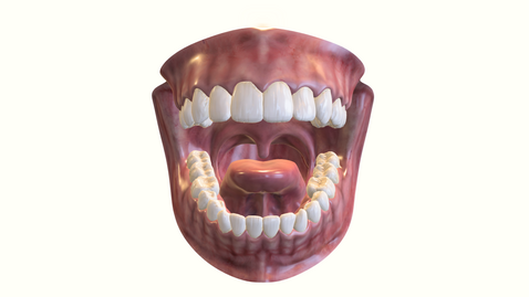 Thumbnail for 人體口腔3D模型