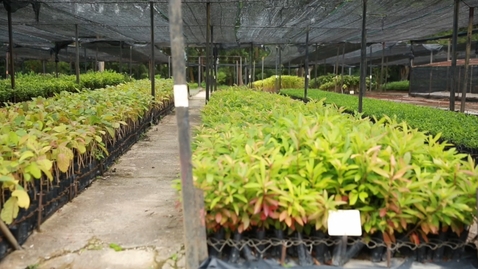 Thumbnail for 植樹步驟