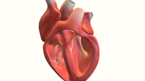 Thumbnail for 人類心臟動態3D模型