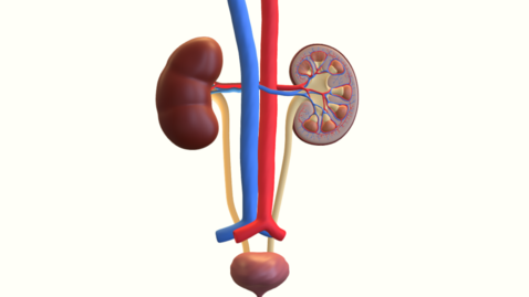 Thumbnail for 人體泌尿系統3D模型