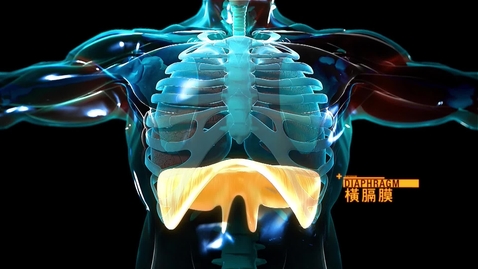 Thumbnail for 呼吸動作(動畫)