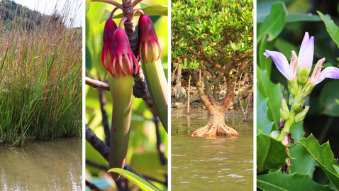 Thumbnail for 紅樹林的植物(相片)