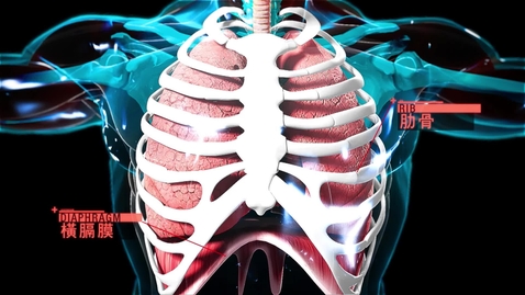 內容項目 我們的呼吸系統(動畫) 的縮圖