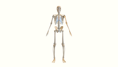 Go to 人體骨骼系統3D模型