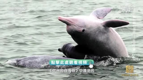 Thumbnail for 《跟着書本去旅行》｜欽州的白海豚──生命之歌（下）