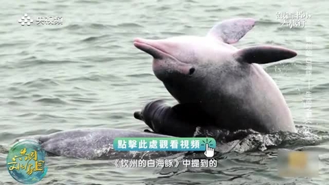 Thumbnail for 《跟着書本去旅行》｜出海探尋中華白海豚的秘密