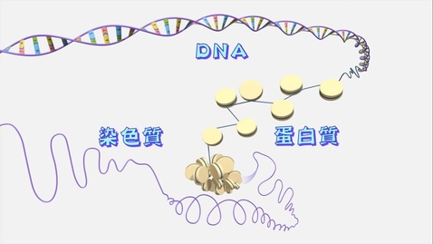 Thumbnail for 哪裏可以找到DNA？(中文字幕可供選擇)