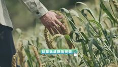 Go to 《尋古中國》玉石記‧沃土之上（下）（粵語） with duration: 30 秒