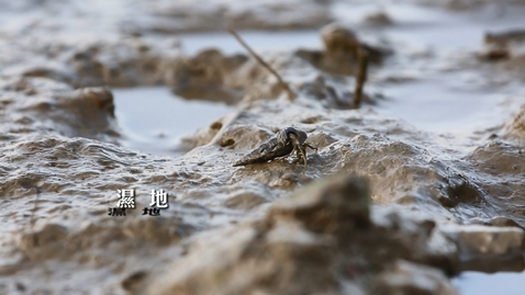 Thumbnail for 濕地