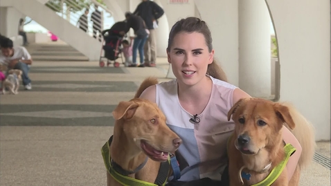 Thumbnail for The Dog Show 3 (English subtitles available)