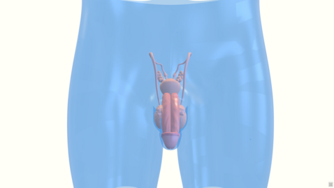 Thumbnail for 男性生殖系統3D模型