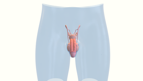 Thumbnail for 男性生殖系統3D模型