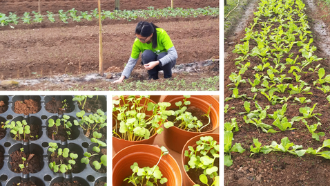 Thumbnail for 種植蔬菜(相片)