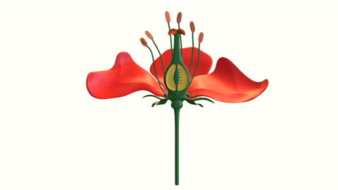 Thumbnail for 花3D模型