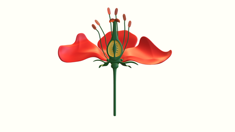 Thumbnail for 花3D模型