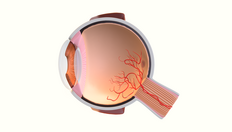 Go to 人類眼睛3D模型