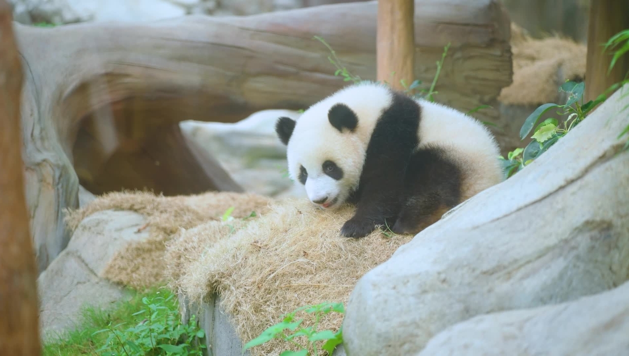 我們都是理科生@動物保育 (中、英文字幕可供選擇)