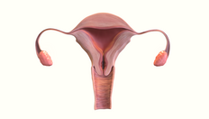 Go to 人體女性生殖系統3D模型