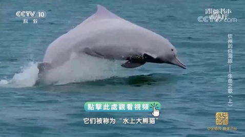 Thumbnail for 《跟着書本去旅行》｜欽州的白海豚──生命之歌（上）