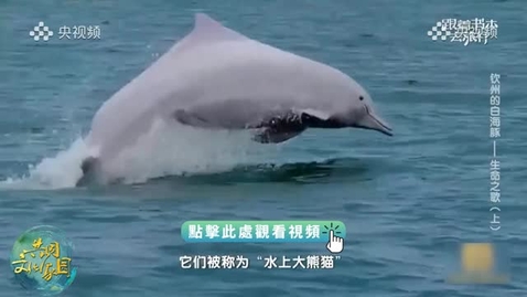 Thumbnail for 《跟着書本去旅行》｜跟着《欽州的白海豚》追尋中華白海豚