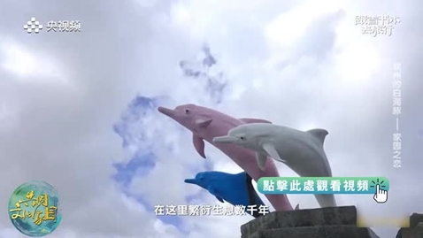 Thumbnail for 《跟着書本去旅行》｜三娘灣到底有甚麽魅力，讓中華白海豚在這裏世代繁衍？