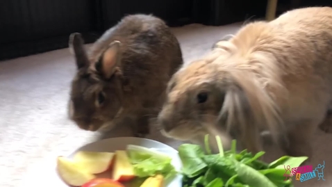 Thumbnail for Bunnies
