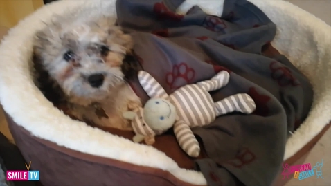 Thumbnail for Dexter's new bed