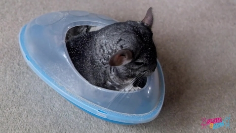 Thumbnail for Chinchillas