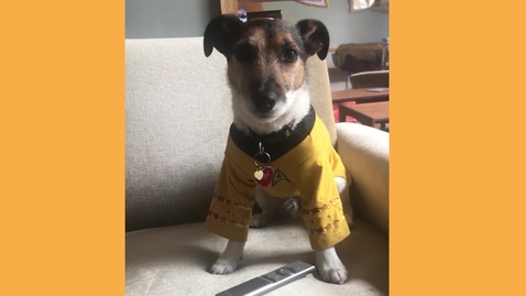 Thumbnail for Day in the Life of a Dog