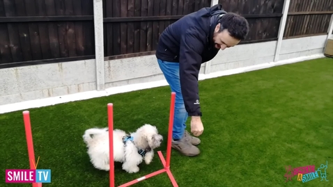 Thumbnail for Dexter Agility Training