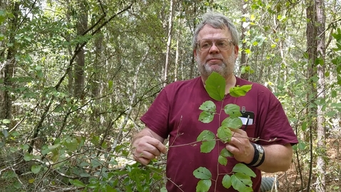 Thumbnail for Hamamelis virginiana