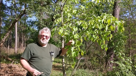 Thumbnail for Tilia americana
