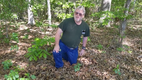 Thumbnail for Toxicodendron diversilobum