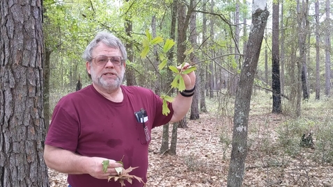 Thumbnail for Quercus falcata