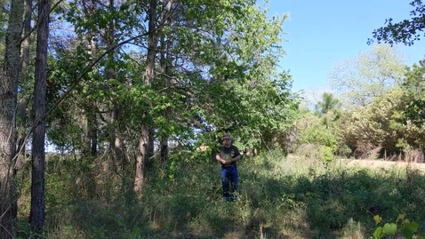 Thumbnail for Diospyros virginiana