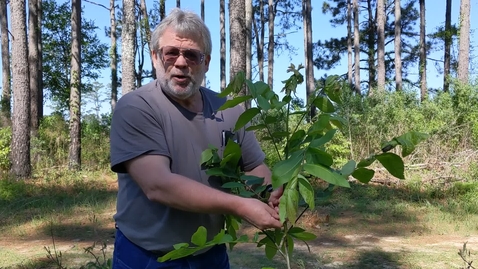 Thumbnail for Carya illinoinensis