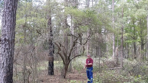 Thumbnail for Vaccinium arboreum
