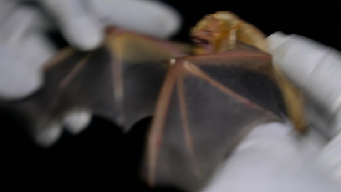 Thumbnail for entry Destinee tells us about her summer capturing bats!