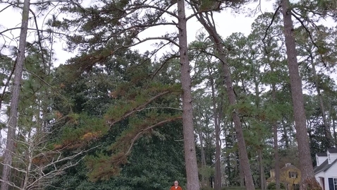 Thumbnail for Pinus echinata