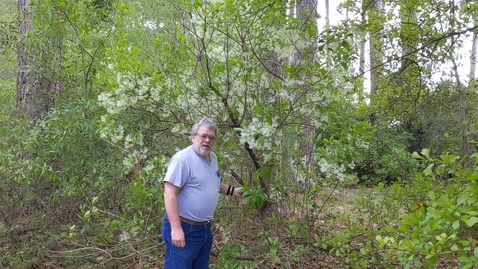 Thumbnail for Chionanthus virginicus