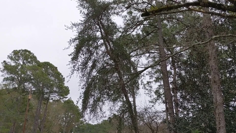 Thumbnail for Pinus virginica
