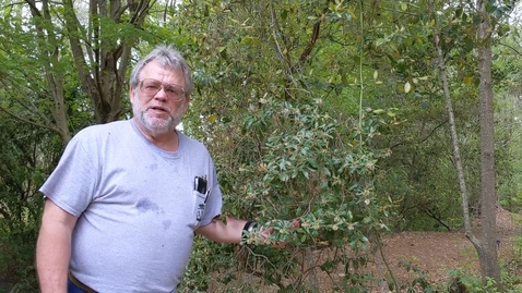 Thumbnail for Lyonia ferruginea