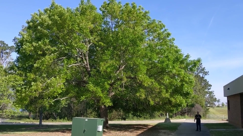 Thumbnail for Fraxinus pennsylvanica