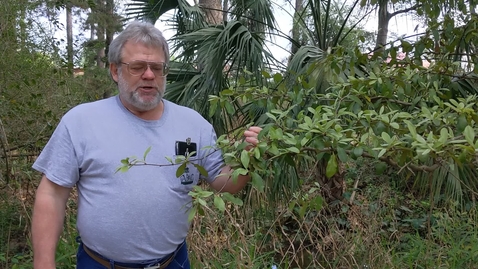 Thumbnail for Sideroxylon lanuginosum